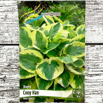 Хоста СНОУ КАП