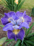 Ирис сибирский Кейп Бойз (1шт) 949