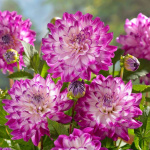 Георгин Ху Дан Ит (1шт) 3681