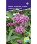 Ваточник карминно-розовый