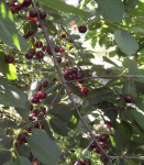 Вишня Антрацитовая