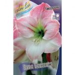 Амариллис Эппл Блоссом (1шт) 806