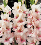 Гладиолус Адреналин (1шт)