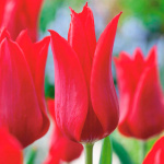 Тюльпан Дженни Батчар (1шт)