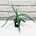 Алоэ саженцы микс (2)