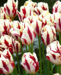Витрина Тюльпан Рембранта/Триумф 7130 Гранд Перфекшн (вишневый с белым пламенем 11/12) 1шт