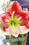 Амариллис Фламенко Куин (1шт) 7511
