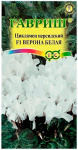 Цикламен персидский ВЕРОНА БЕЛАЯ ГАВРИШ