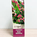 Голубика ПИНК ЛИМОНАД (2)