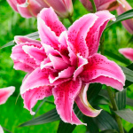 Лилия Визион (1шт)