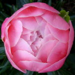 Пион Розовый (1шт) 6603