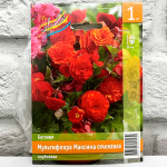 Бегония МУЛЬТИФЛОРА МАКСИМА ОРАНЖЕВАЯ клубневая