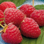 Малина Вилламетта 4959