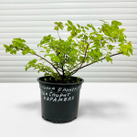 Спирея Зен Спирит Карамель (Zen Spirit Caramel)