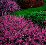 Вереск Питер Спаркс 7349