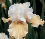 Ирис Шампань Элеганс (1шт) Р-050