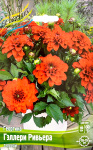 Георгин Геллери Ривьера (1шт) 
