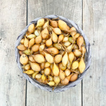 Лук Севок Геркулес Голландия