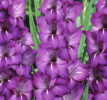 Гладиолус Гранд Пэшн (1шт)