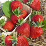 Земляника (Клубника) Дарселект в кассете