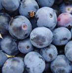 Голубика Чандлер 5704