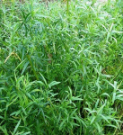 Эстрагон Зеленый Дол 0,1г