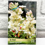 Полиантес клубненосный ЗЕ ПЕРЛ