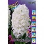 Гиацинт Уайт (1шт) 2417