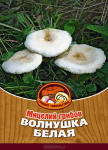 Грибы Волнушка белая
