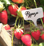 Земляника (Клубника) Фурор в кассете