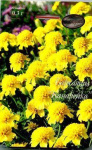 Бархатцы Канарейка 0,3г