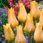 Тюльпан Бронз Шарм (1шт)