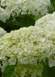 Гортензия древовидная Аннабелле Стронг 4986