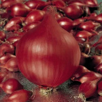 лук Севок Ред Барон красный салатный Голландия