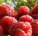 Малина Гусар