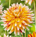 Георгин Вайнсом 1шт