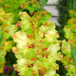 Гладиолус Киев (1шт)