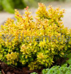 Барбарис Тунберга Голдалита 6153