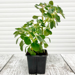 Дерево любви