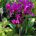 Додекатион Ред Вингз (3шт) 4752