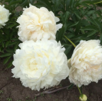 Пион Эльза Сасс (1шт)