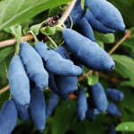 Жимолость Ленинградский Великан 7505