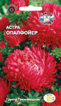 Астра Опалфойер (пионовидная, темно-красная) / Шиншила (художественная,лососево-розовая)