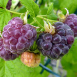 Малина Глен Кое 5709