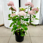 Гортензия древовидная Кандибелле Минибелл