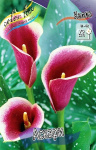 Zantedeschia Ascari