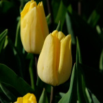 Тюльпан Принс Клаус (1шт)