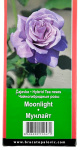 Чайногибридная роза МУНЛАЙТ MOONLIGHT