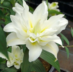 Лилия Близзард 1шт