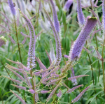 Вероникаструм Фасцинейшион (1шт)